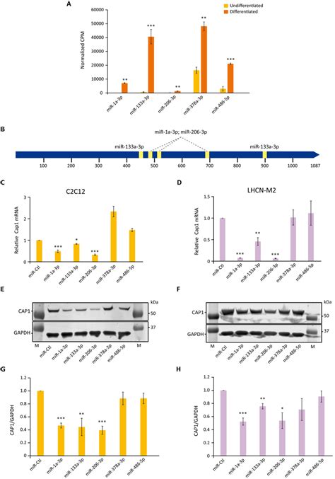 Mirna Mir 1 Mir 133 And Mir 206 Regulate The Expression Of Cap1 In