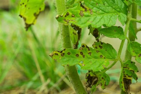 Black Spots On Tomato Leaves Dealing With Septoria Leaf Spot Tomato Bible