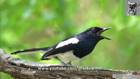 Bird Song Male ORIENTAL MAGPIE ROBIN Singing Its Heart Out YouTube