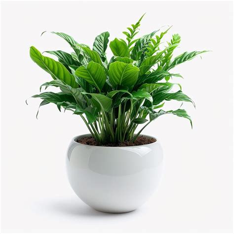 Photo Of Indoor Plants Birds Nest Fern Asplenium Nidus In A White Pot