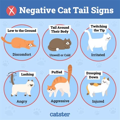 Cat Tail Language Decoding What Their Wags Mean With Infographics