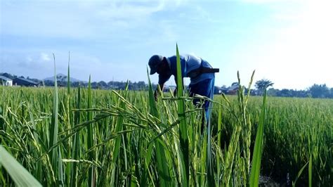 VIDEO Begini Tanaman Padi Hasil Uji Coba Sistem Salibu Di Desa