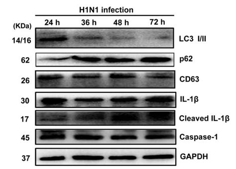 Cd63 Antibody Affinity Biosciences Ltd亲科生物官网