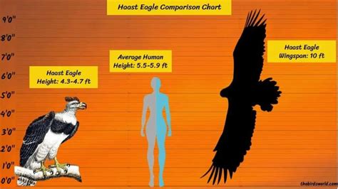 Haast Eagle Biggest Eagle Ever Compared To A Human They Weighed Up