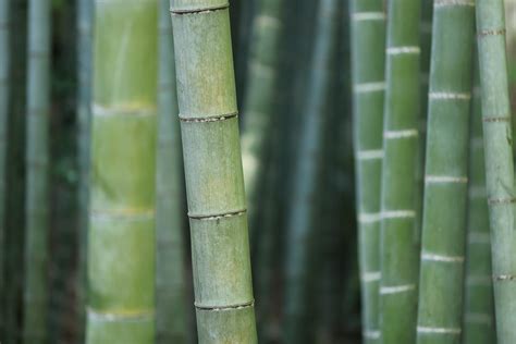 Fotos gratis árbol naturaleza bosque césped rama crecimiento