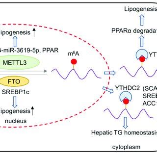 Schematic Diagram Summarizing The Interplay Between M A Regulators