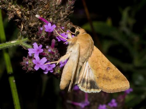 Maryland Biodiversity Project Corn Earworm Moth Helicoverpa Zea