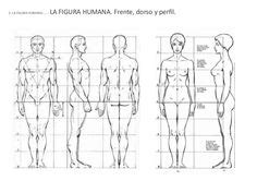 8 Ideas De Canon De Proporciones Humanas Proporciones Proporciones