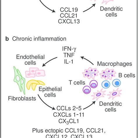 Chronic Inflammatory Microenvironments Mimic Lymphoid Tissue Download Scientific Diagram