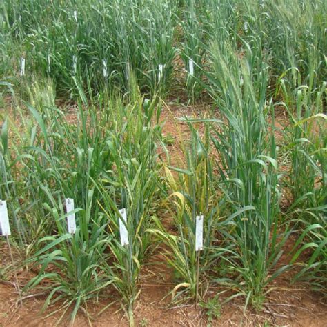 Parcelas De Campo Para Avalia O De Mosaico Comum Embrapa Trigo Passo