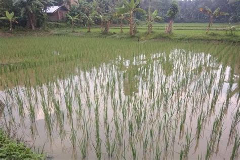 Pemkab Lebak Jamin Ketersediaan Pupuk Dukung Swasembada Pangan ANTARA