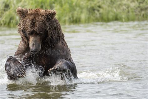 Alaskan Brown Bear Fishing Stock Photo Image Of Sanctuary 253112106