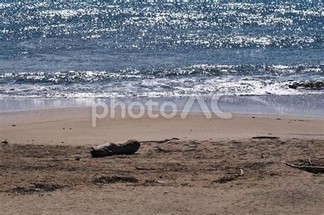 光る海と砂浜の流木 No 25294793｜写真素材なら「写真ac」無料（フリー）ダウンロードok