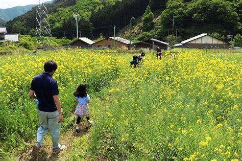 橋野・菜の花畑でごゆるりと 花、山、空 五感で楽しむ自然空間で心身ともにリフレッシュ かまいし情報ポータルサイト〜縁とらんす