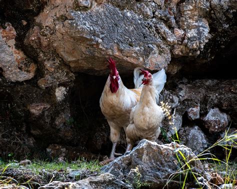 American Bresse Chickens Sandy Soil Farms