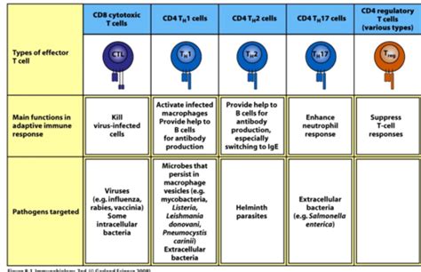 20 EFFECTOR MECHANISMS OF T CELL IMMUNITY Flashcards Quizlet