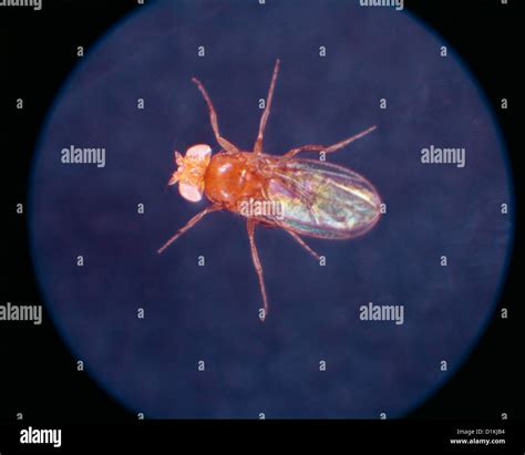 Drosophila Melanogaster Mutant Fotos Und Bildmaterial In Hoher