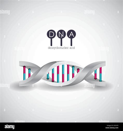 Dna Structure Chromosome Design Stock Vector Image Art Alamy