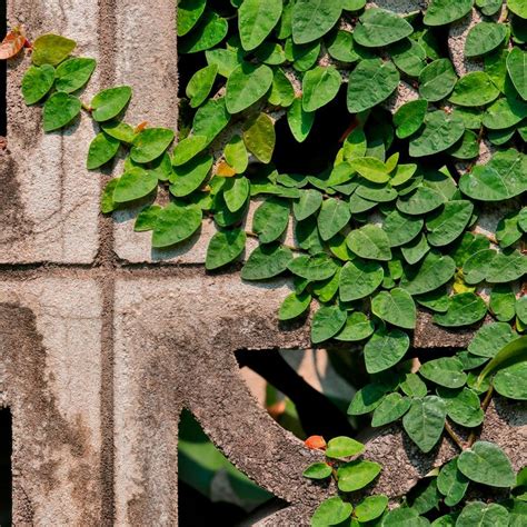 Ficus Pumila Creeping Fig Jackson Perkins