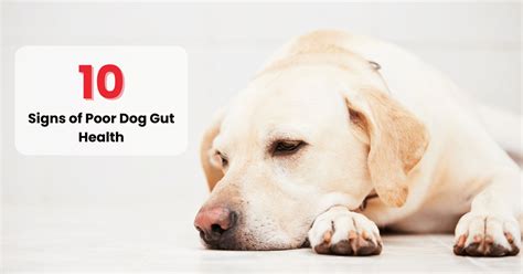 10 Signs of Poor Dog Gut Health | How to Improve Dog Gut Health – Waggle