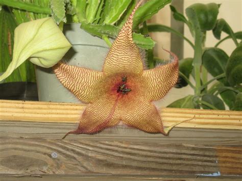 Stapelia Gigantea The Starfish Flower Earths Natural Solutions