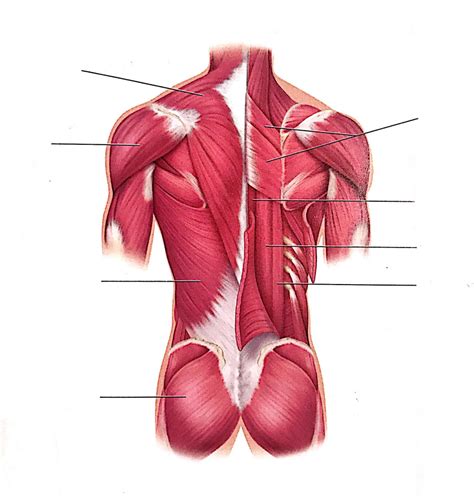 Muscles Of The Trunk Posterior View Diagram Quizlet