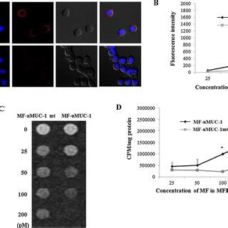 Multimodal Imaging Of The Mfr Umuc Probe For Targeting Bt Cells