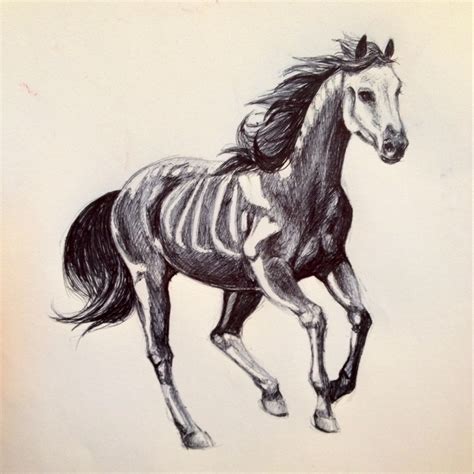 Horse Skeleton Drawing at PaintingValley.com | Explore collection of Horse Skeleton Drawing