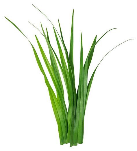 38200 Blade Of Grass Close Up Stock Photos Pictures And Royalty Free