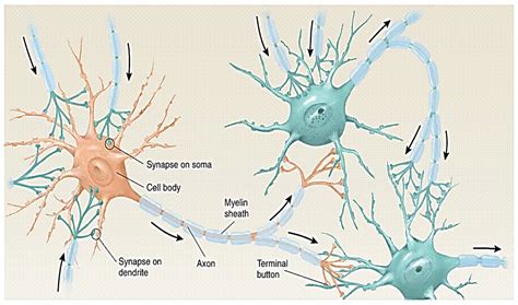 What do neurons do in the brain - nomtitan