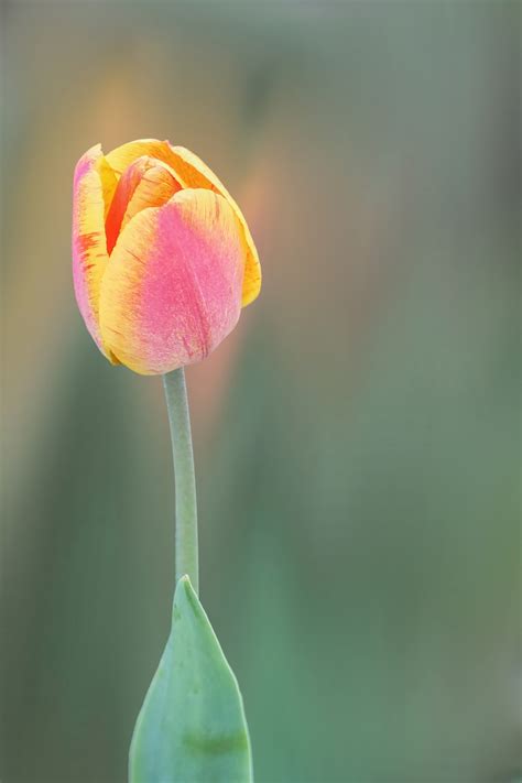 無料画像 工場 写真 葉 花弁 咲く チューリップ フローラ 閉じる 芽 春の花 マクロ撮影 開花植物 赤黄 植物の茎 陸上植物 2848x4272