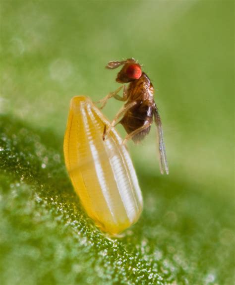 Control Biológico De Plagas Mediante Insectos Parasitoides Futurcrop