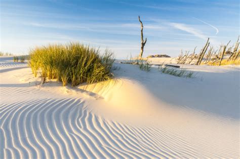 Beautiful View Of The Coastal Dunes