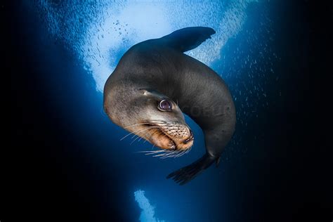 Greg Lecoeur Underwater And Wildlife Photography Zalophus Californianus