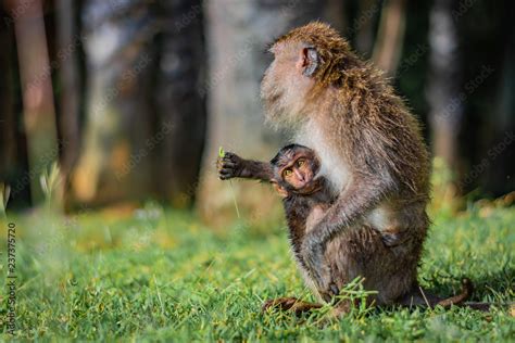 Monkey eating-crab macaque (long-tailed macaque) mother is feeding its ...