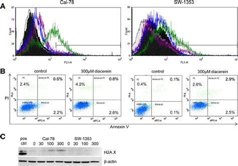 Cleaved Caspase 3 And Annexin V PI Apoptosis Assays A Cal 78 And