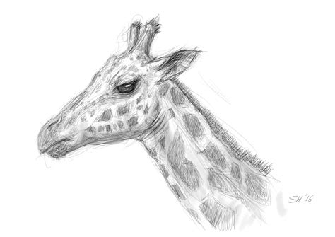 Giraffe Sketch Pictures At Explore Collection Of