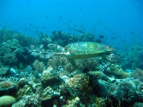 12 Clearest Bodies Of Water In The Philippines To Swim In