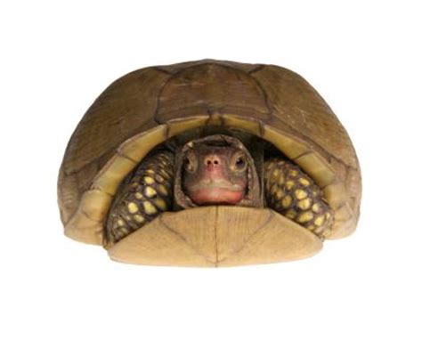 Adwaita Tortoise Carbon Dating – Telegraph