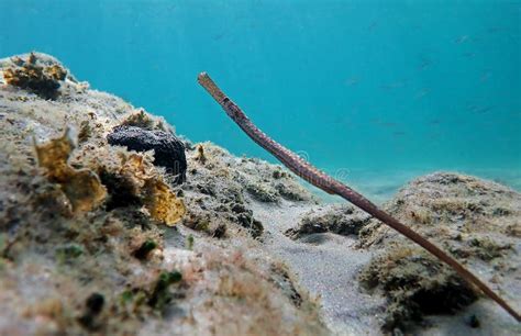 Underwater Image In To The Mediterranean Sea Of Broadnosed Pipefish