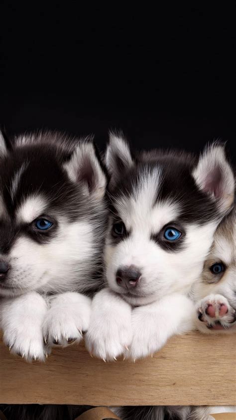 Siberian Husky Puppy Wallpaper