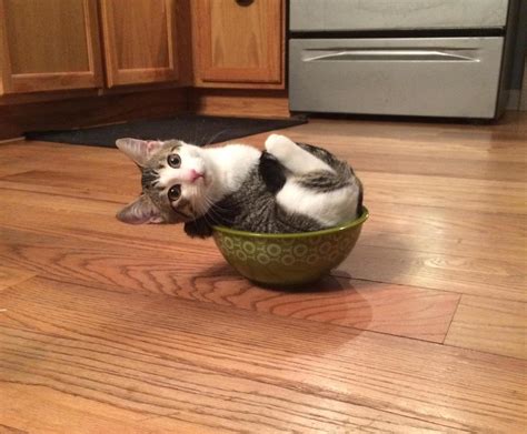 If I Fits I Sits The Strict And Adorable Code Of Cat Cute Pictures