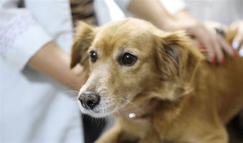 600 vagas para castrar cães e gatos de graça em Cariacica a partir