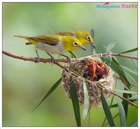 40 Beautiful Pictures of Bird Nest - Bored Art