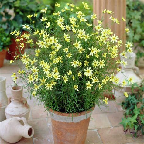 Кореопсис мутовчатый Мунбим (Coreopsis verticillata Moonbeam) купить в ...