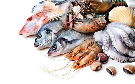 Fish Food Wallpapers Top Free Fish Food Backgrounds Wallpaperaccess
