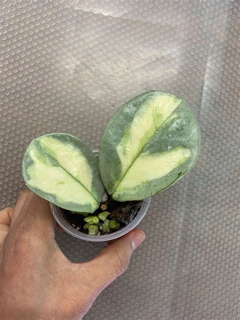 Hoya Carnosa Argentea Princess Slightly Rooted In Premium Substrate