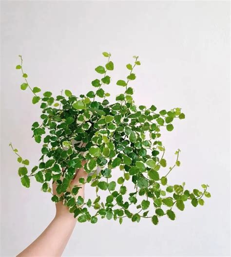 Ficus Pumila Variegata Expert Care Tips Guide