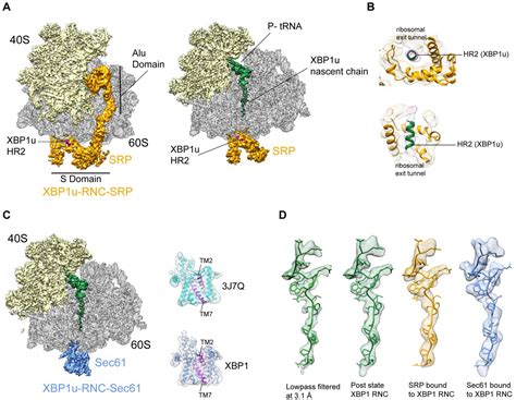 Figures And Data In Structural And Mutational Analysis Of The Ribosome