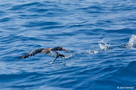 Black Vented Shearwater Joe Fuhrman Photography